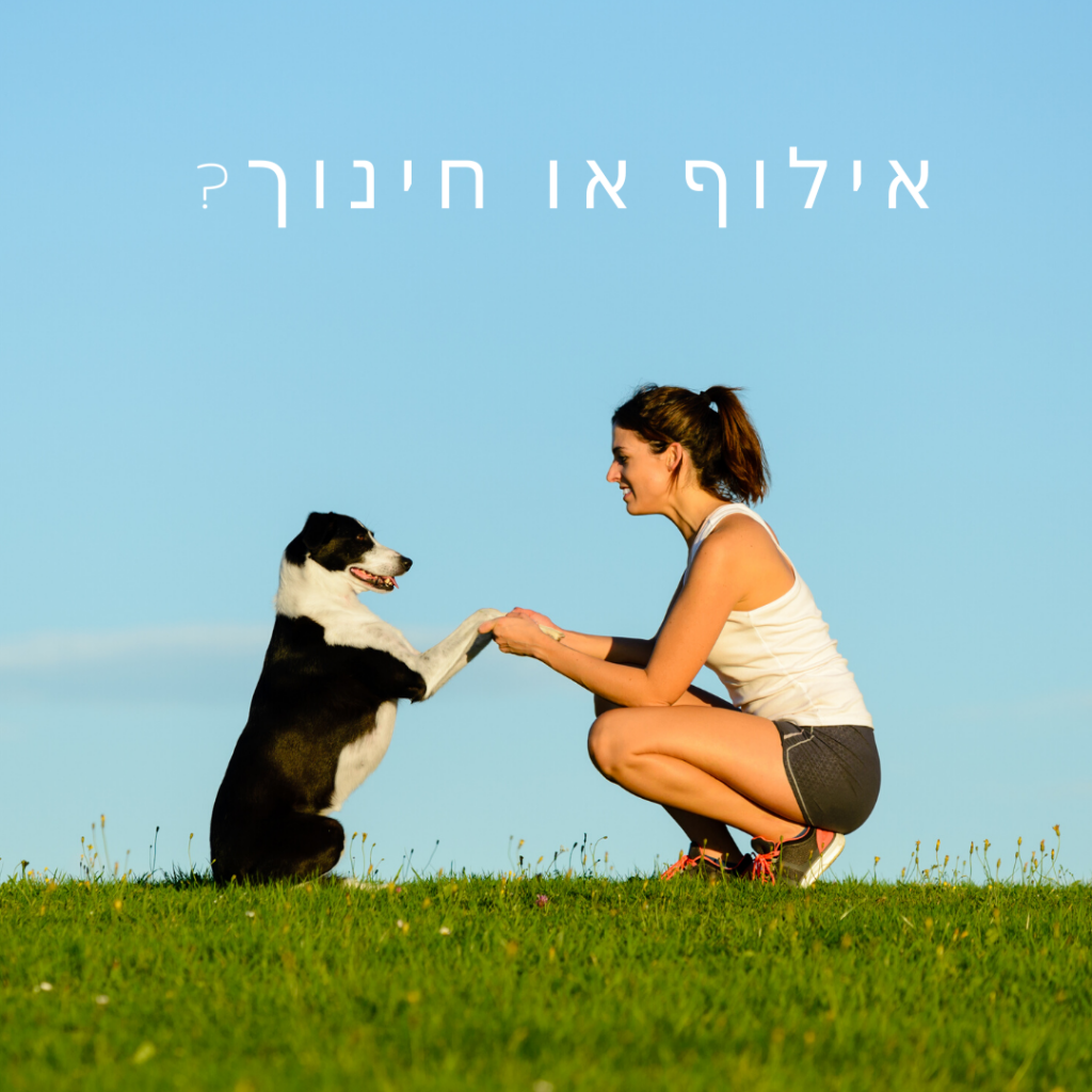 אילוף כלבים או חינוך כלבים